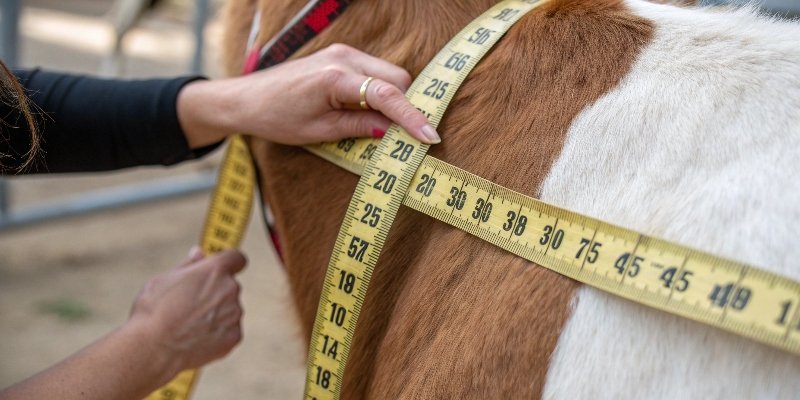 Measuring animal chest girth close-up of a tape measure on an animal's chest