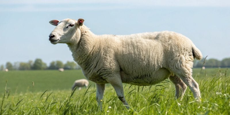 a healthy Katahdin ewe standing in a field
