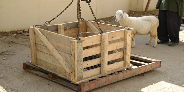 DIY Sheep Scale Risks A rickety, homemade weighing crate that looks unsafe
