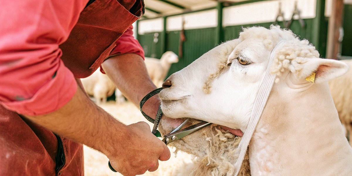 Shearing a sheep A sheep being shorn by a professional shearer.