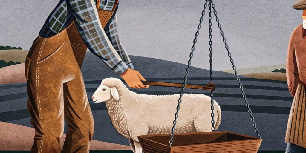 How often should I weigh my sheep?