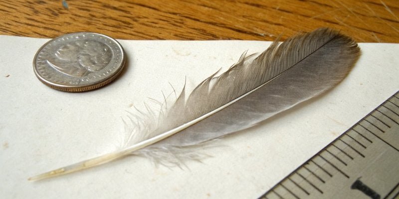 Visualizing 0.1 Grams A small feather next to a coin to show relative weight