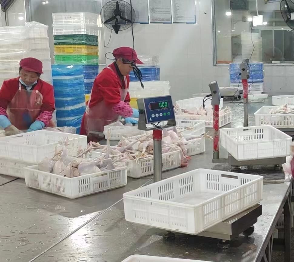 High-pressure washdown of industrial scale in meat processing facility