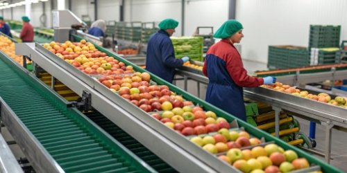 Fruit and Vegetable Sorting Data A modern fruit sorting line with sensors and conveyor belts