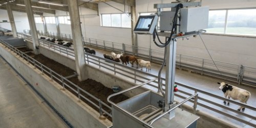 Automated Slaughterhouse Weighing Solution An automated livestock weighing system with an overhead camera in a slaughterhouse