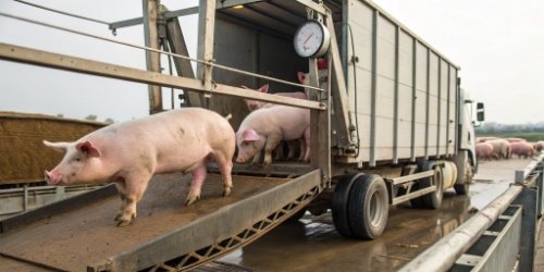 Accurate pig counting with technology A truck full of pigs on a truck scale at a processing plant