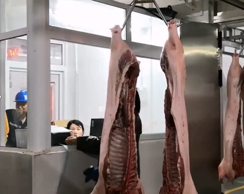 Slaughterhouse rail scale system in operation