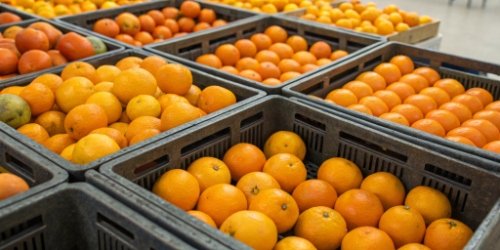 Fruit Size and Weight Grading Different sizes of oranges sorted into separate bins