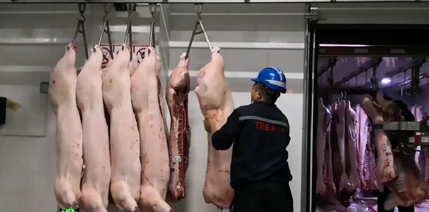 Crane scale hanging half carcass for weighing