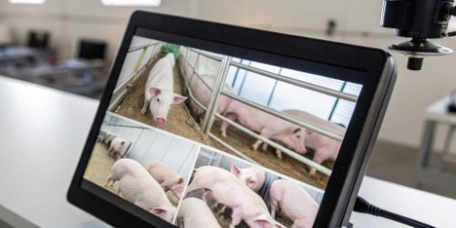 AI technology for pig counting AI software interface showing an automated count of pigs from a camera feed