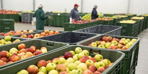 Fresh Produce Quality Metrics Bins of apples clearly labeled with quality grades like "Premium," "Grade A," and "For Juice"