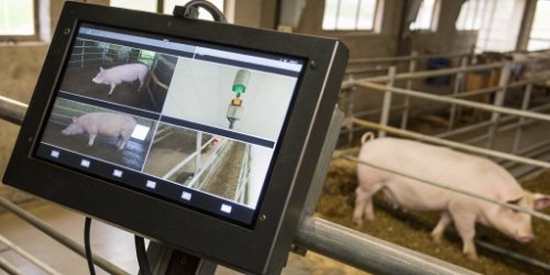 Digital Tools for Entry Registration A screen showing software with image recognition counting pigs and a stable weight reading