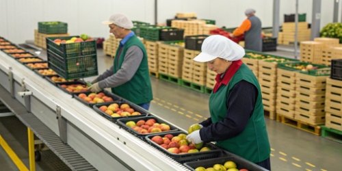 How Can Precision Checkweighing Drastically Reduce Product Giveaway in Fruit Packing?