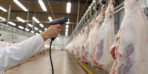 A barcode scanner being used on a tag attached to a white meat carcass in a processing facility.
