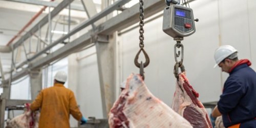 Slaughterhouse Intake Application An industrial hook scale weighing a meat carcass