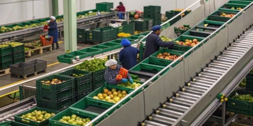 Fresh Produce Sorting Methods A busy fresh produce sorting center with conveyor belts and workers.