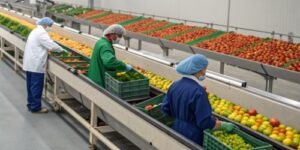 Facing Low Efficiency in Fresh Produce Sorting?