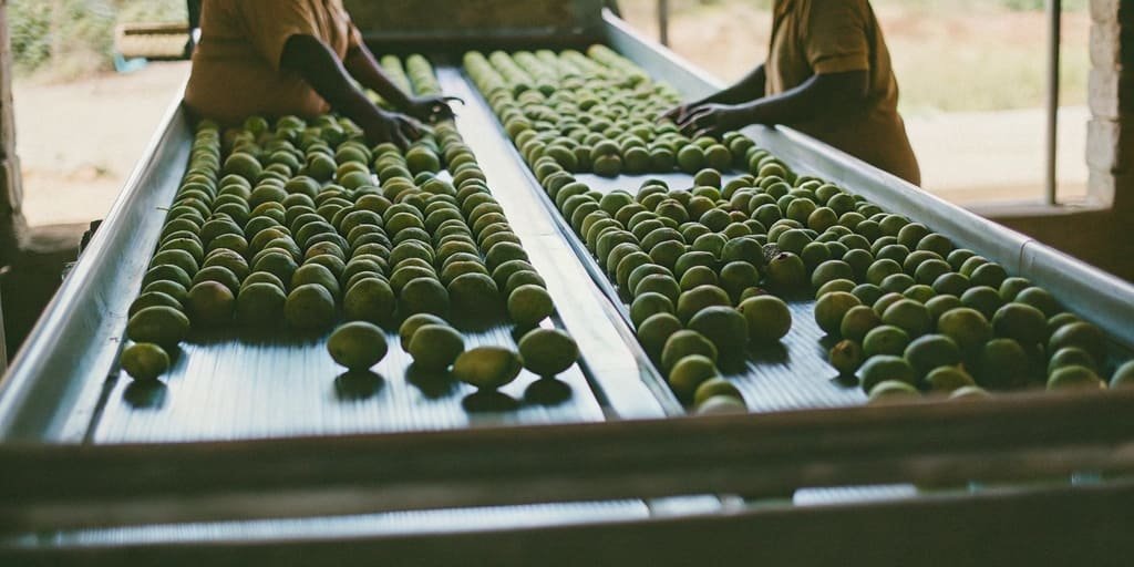 An intelligent grading scale sorting premium mangoes on a conveyor belt