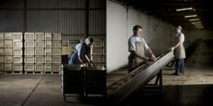Intelligent Grading Scales or Manual Sorting: Which is Better for the Seafood and Produce Industry?