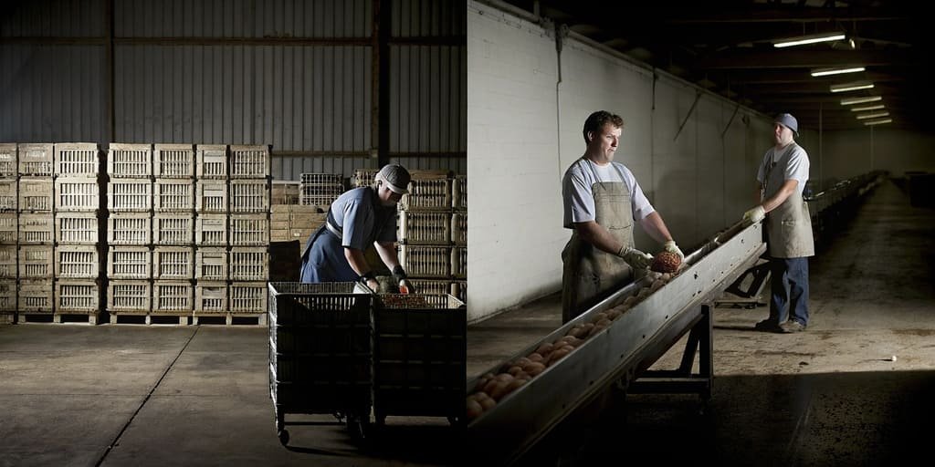Intelligent Grading Scales or Manual Sorting: Which is Better for the Seafood and Produce Industry?